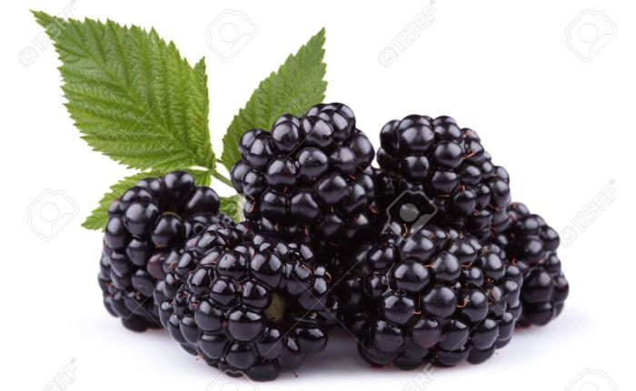 Blackberries – Caught In  A Bad&nbsp;Romance
