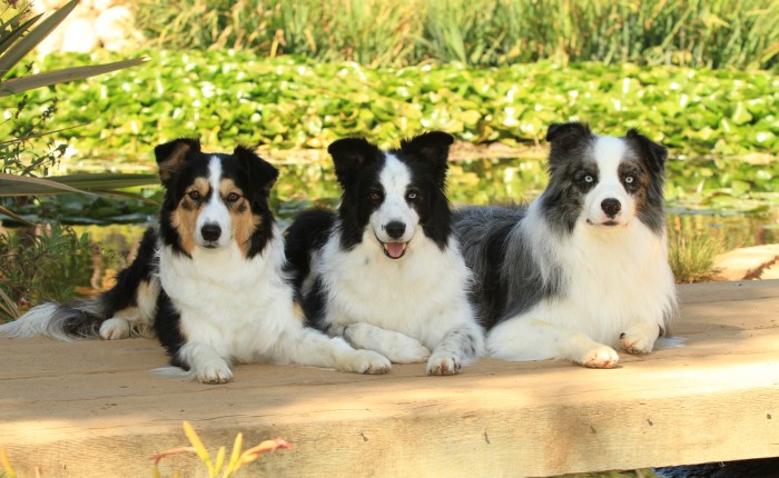 Going To The&nbsp;Dogs